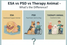 ESA vs PSD vs Therapy Animal: What’s the Difference?