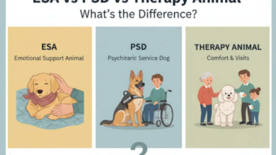 ESA vs PSD vs Therapy Animal: What’s the Difference?
