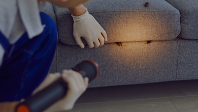 The Impact of Pest Infestations on Workplace Health and Employee Productivity