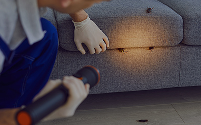 The Impact of Pest Infestations on Workplace Health and Employee Productivity